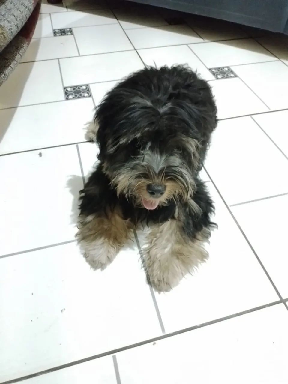 Vendo um yorkshire terrier  - Foto 3