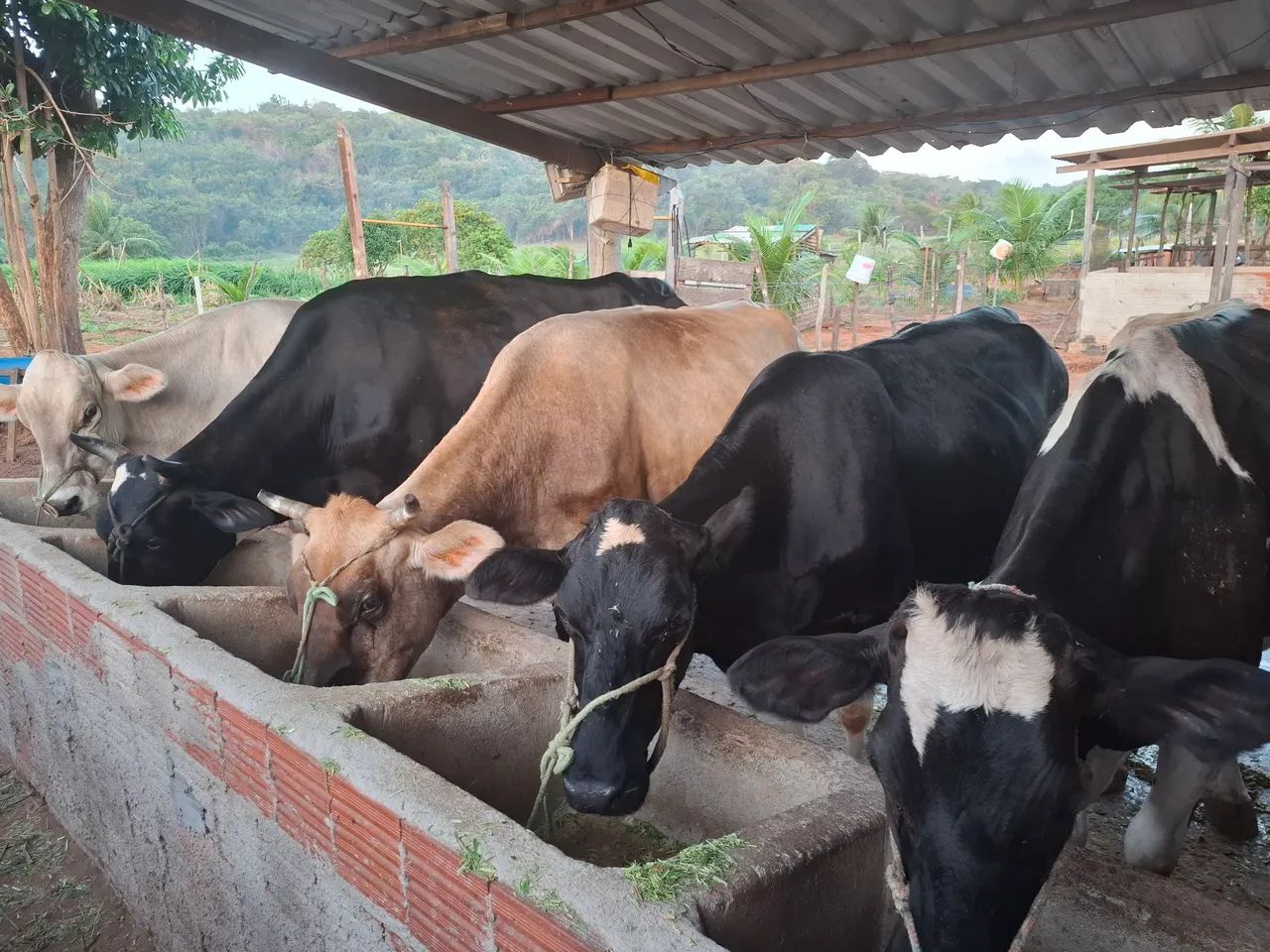 Gado de leite 