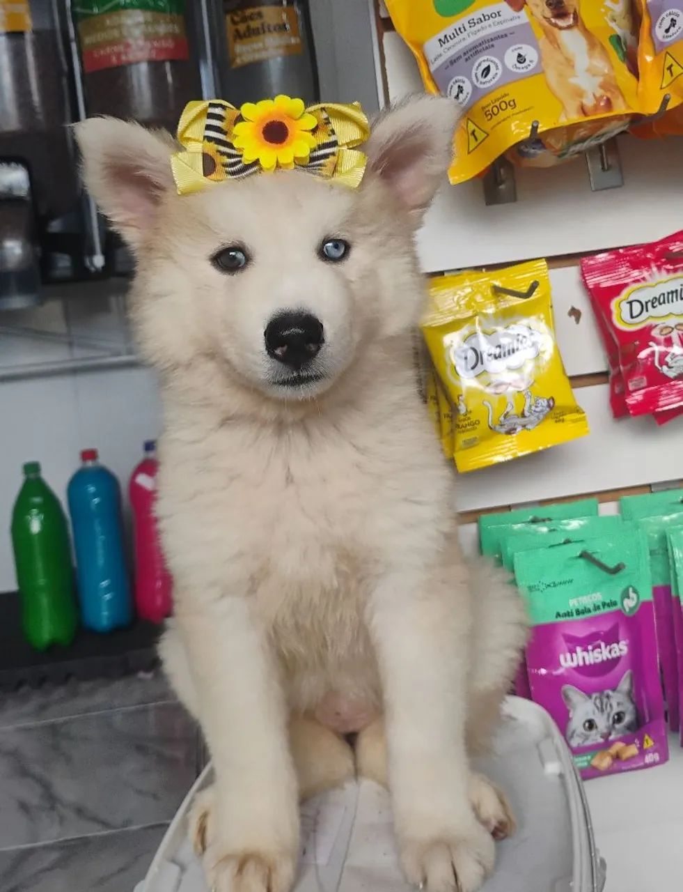 Husky Sibériano  - Foto 5