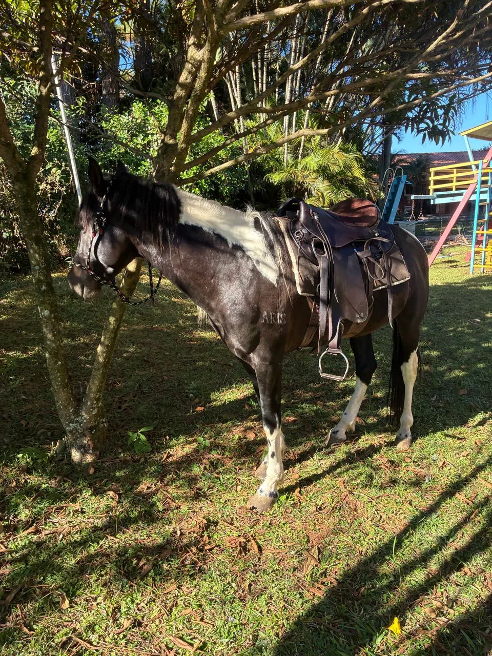 Cavalo MM - Registrado e Chipado