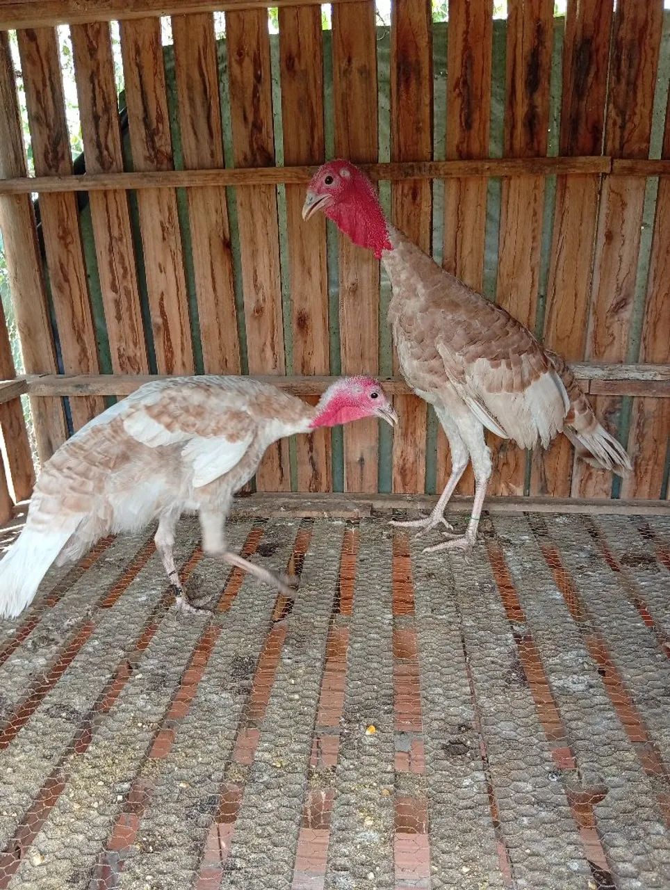 Casal de perus - Foto 2