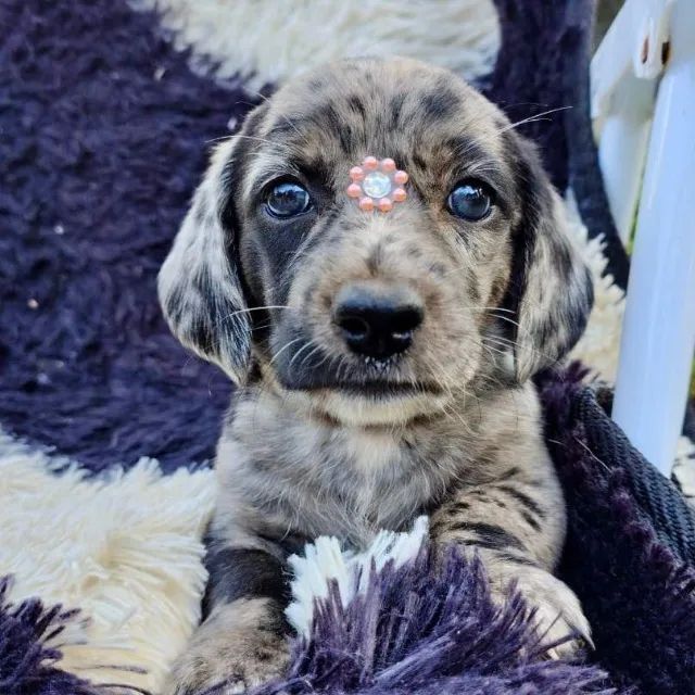 Dachshund/Teckel perfeita