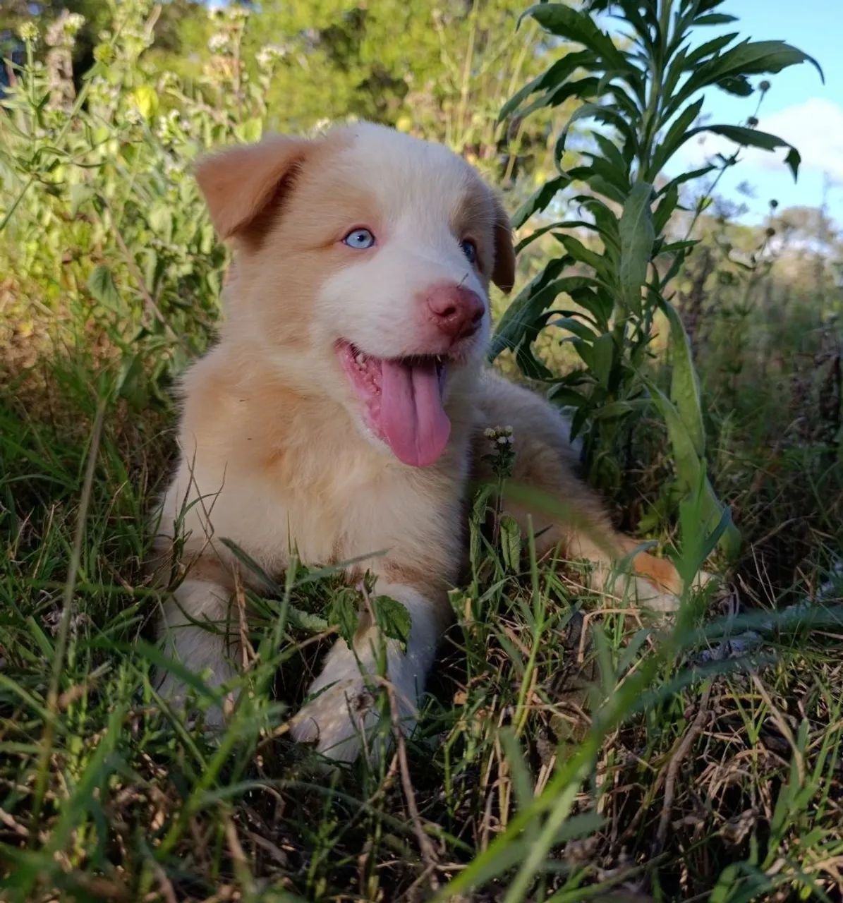 Border Collie  - Foto 4