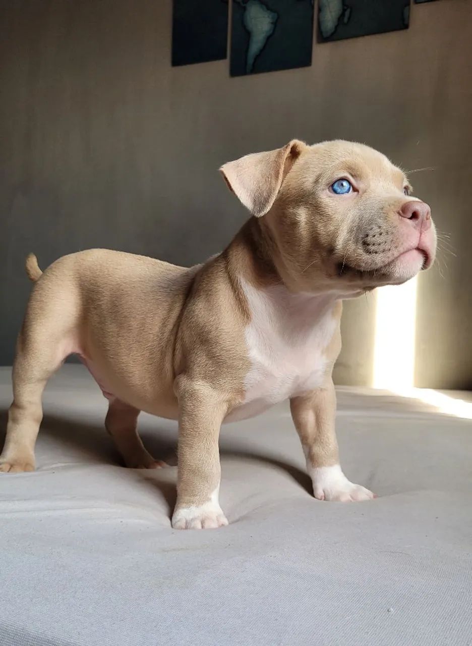 Filhotes American Bully com Pedigree