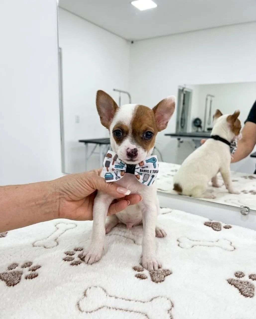 Pinscher Puro e Fofo