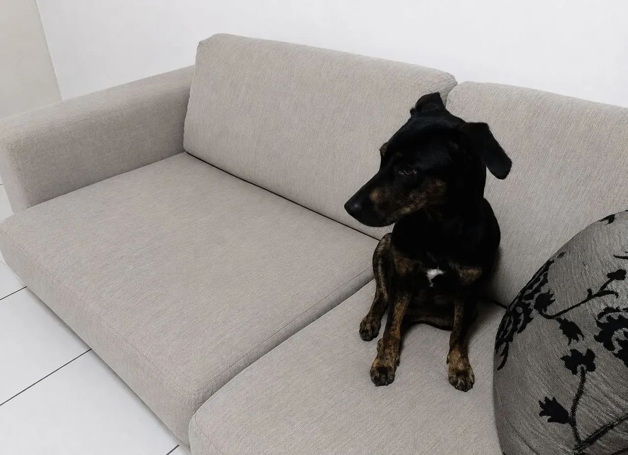 Pet para adoção 
