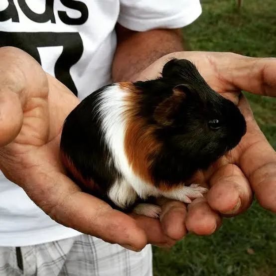 Porquinhos da índia, lindos filhotes  - Foto 2