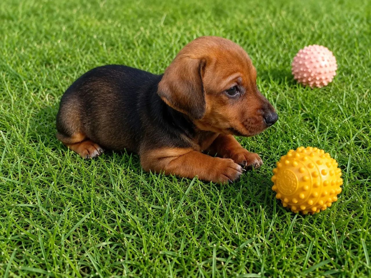 Dashchund - filhote salsicha  - Foto 3