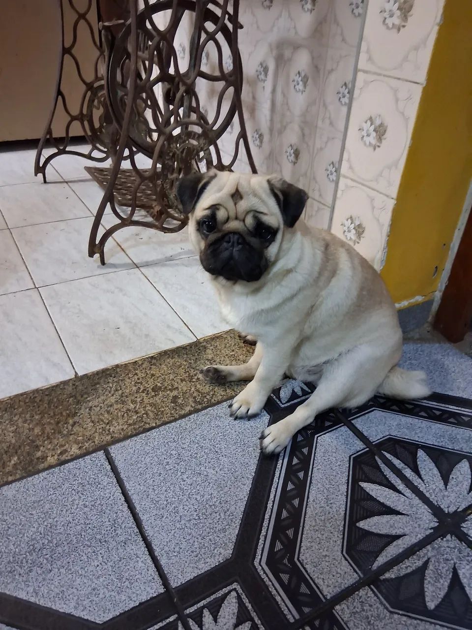 Cão pug