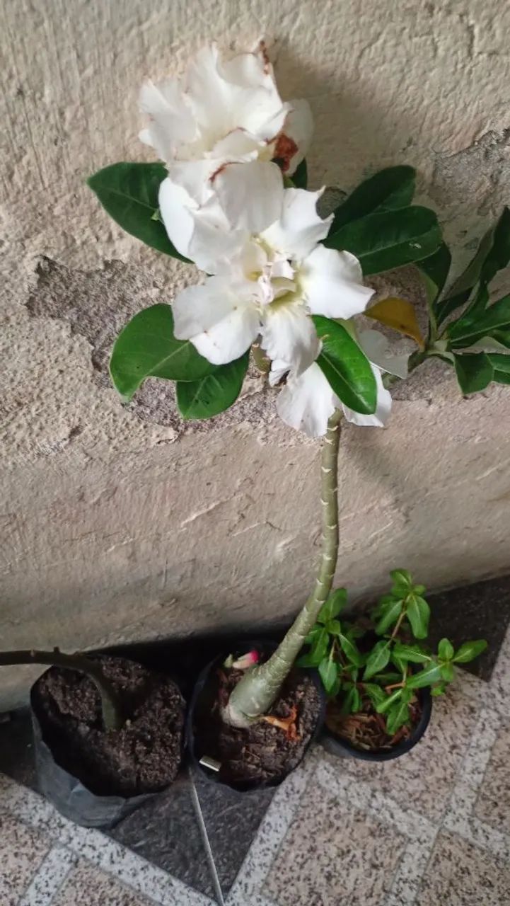 Mudas de plantas - Foto 5