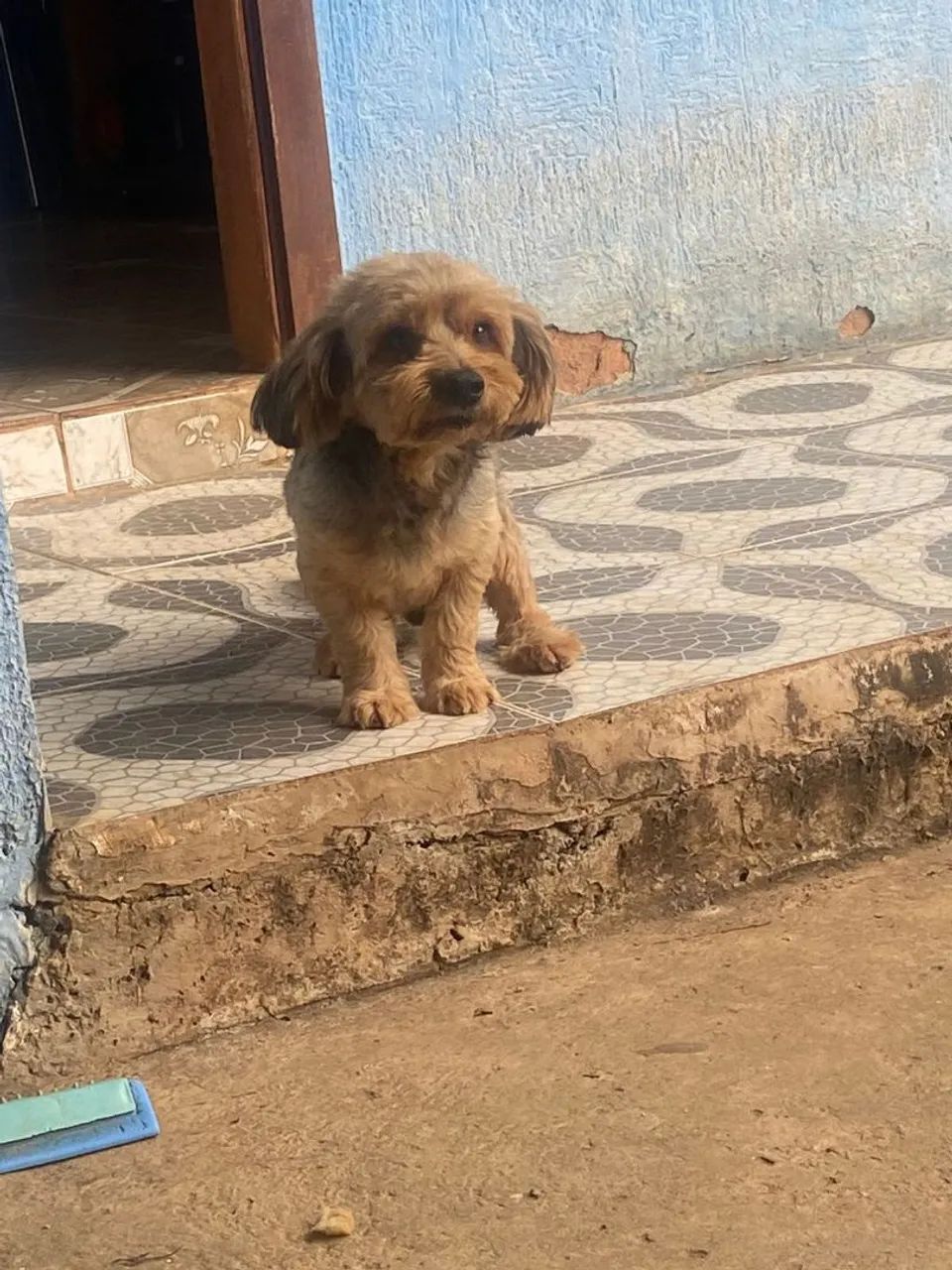 Doacao cachorro - Foto 2