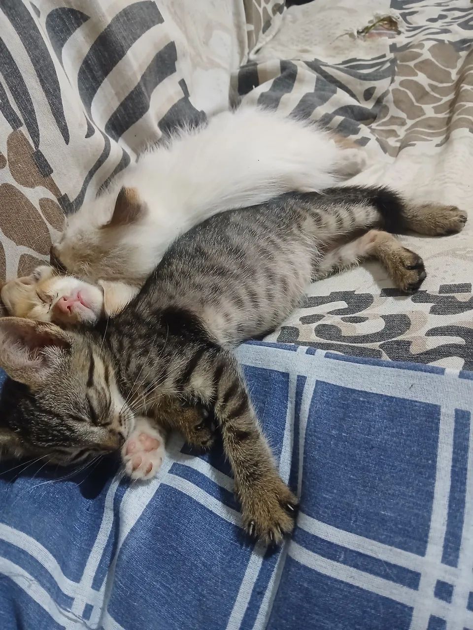 Gatinhos doação  - Foto 3