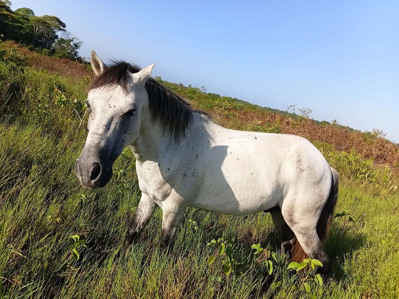Cavalo ?  - Foto 3