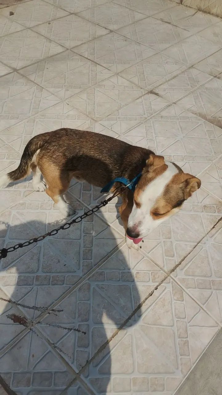 Pitbull misturado - Foto 3