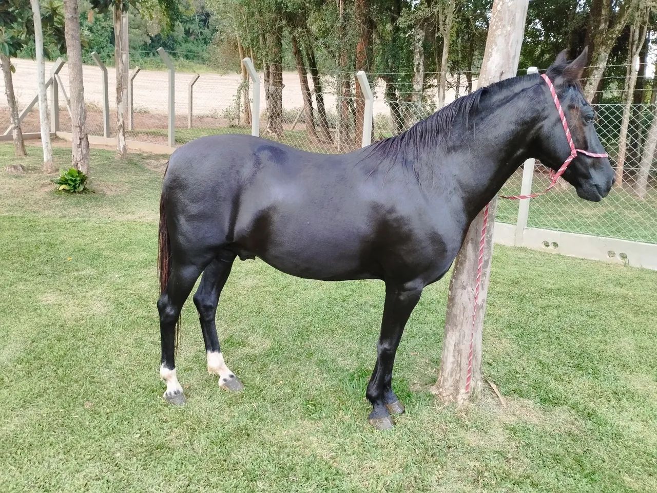 Cavalo Mangalarga Marchador registrado  - Foto 3