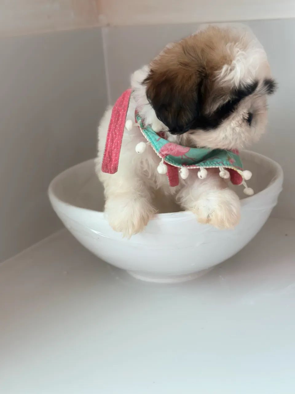 Shihtzu - Foto 3