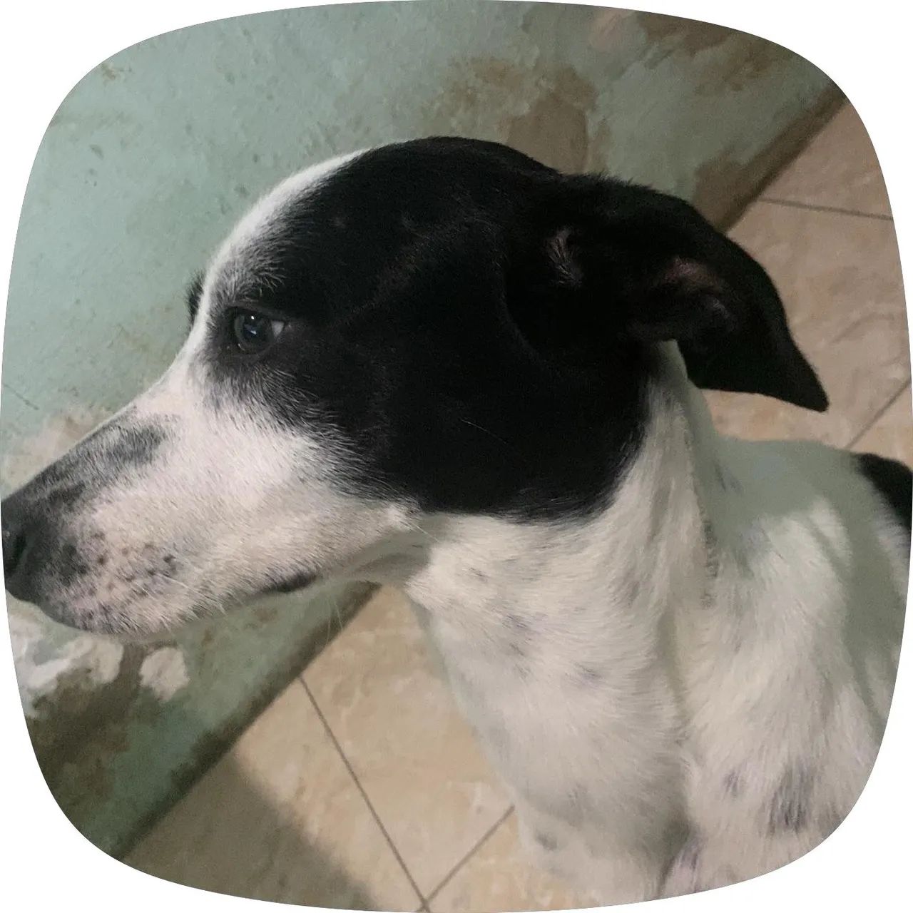 Cães  - Foto 4