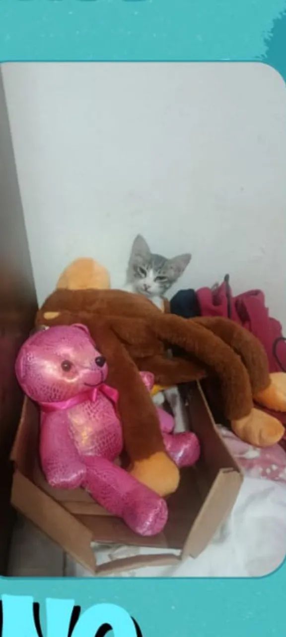    ADOÇÃO RESPONSÁVEL  - Foto 4