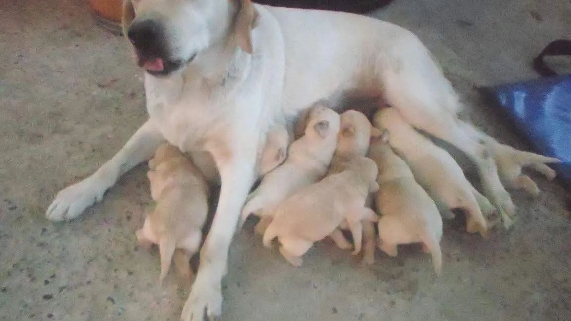 Labrador creme disponíveil  - Foto 4