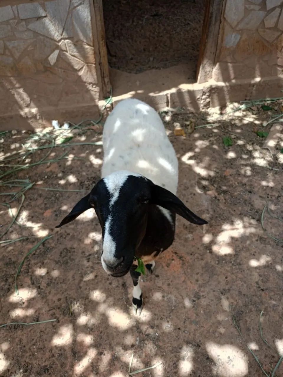 Carneiro de 7meses ideal pra criaçao ou abate  - Foto 3