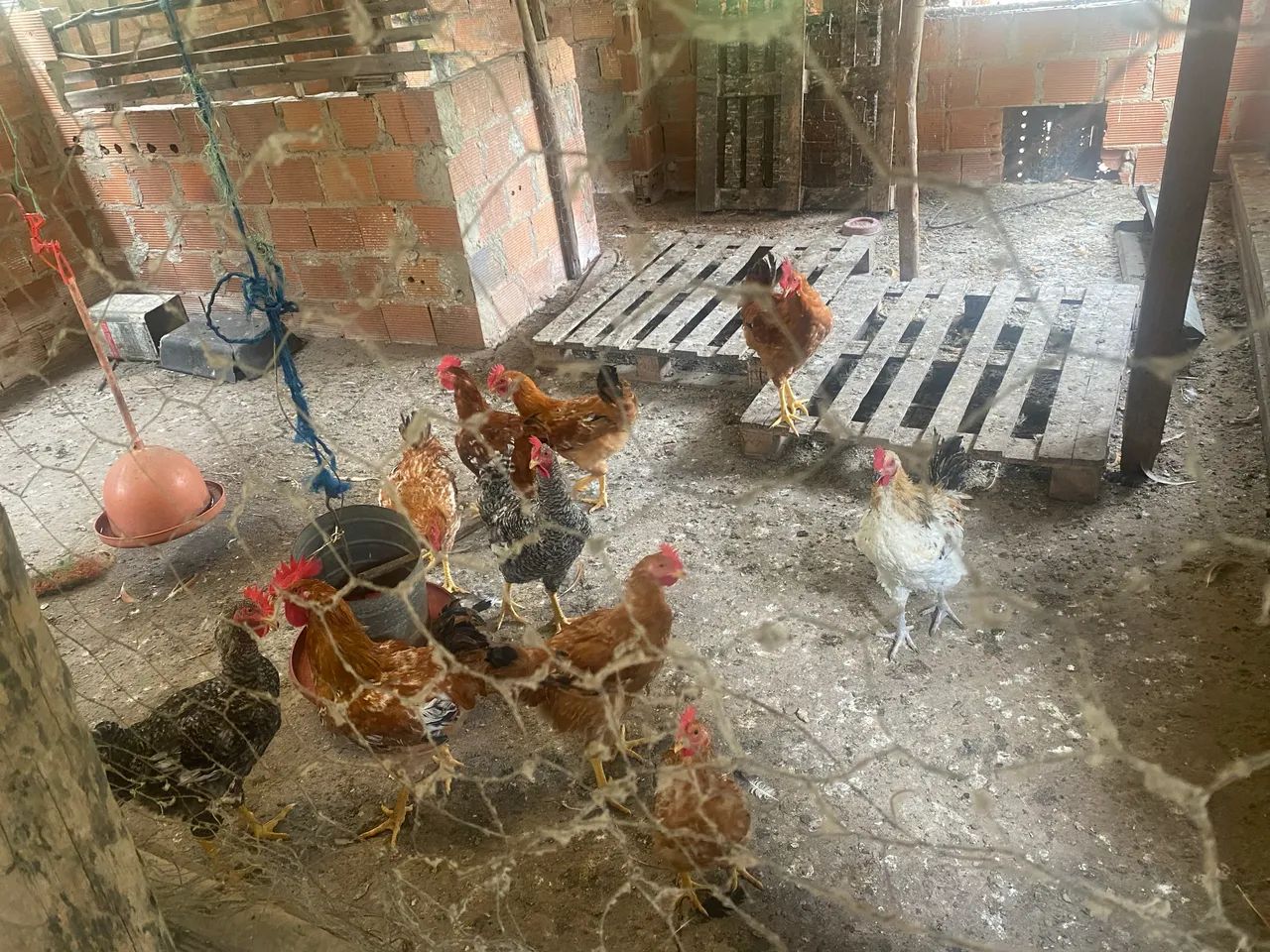 Vendo frangos caipira - Foto 2