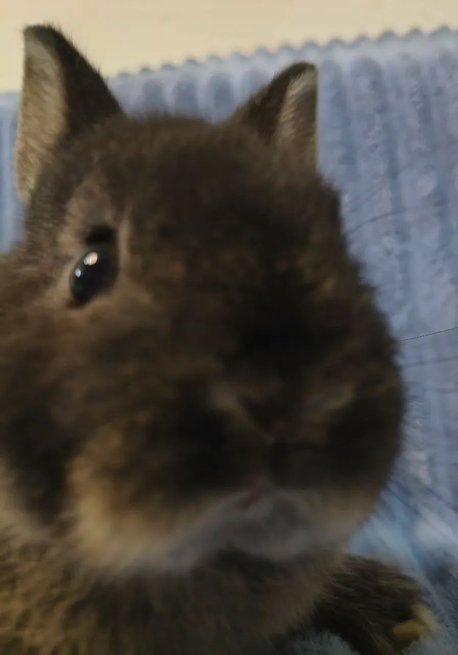 Mini coelho  - Foto 5