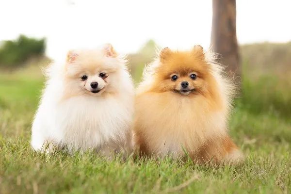 Cachorro de raça 