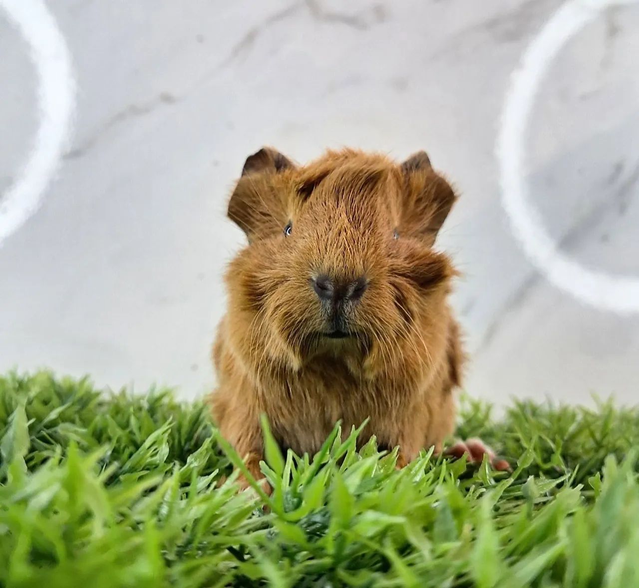 Porquinho da india65048973364610120