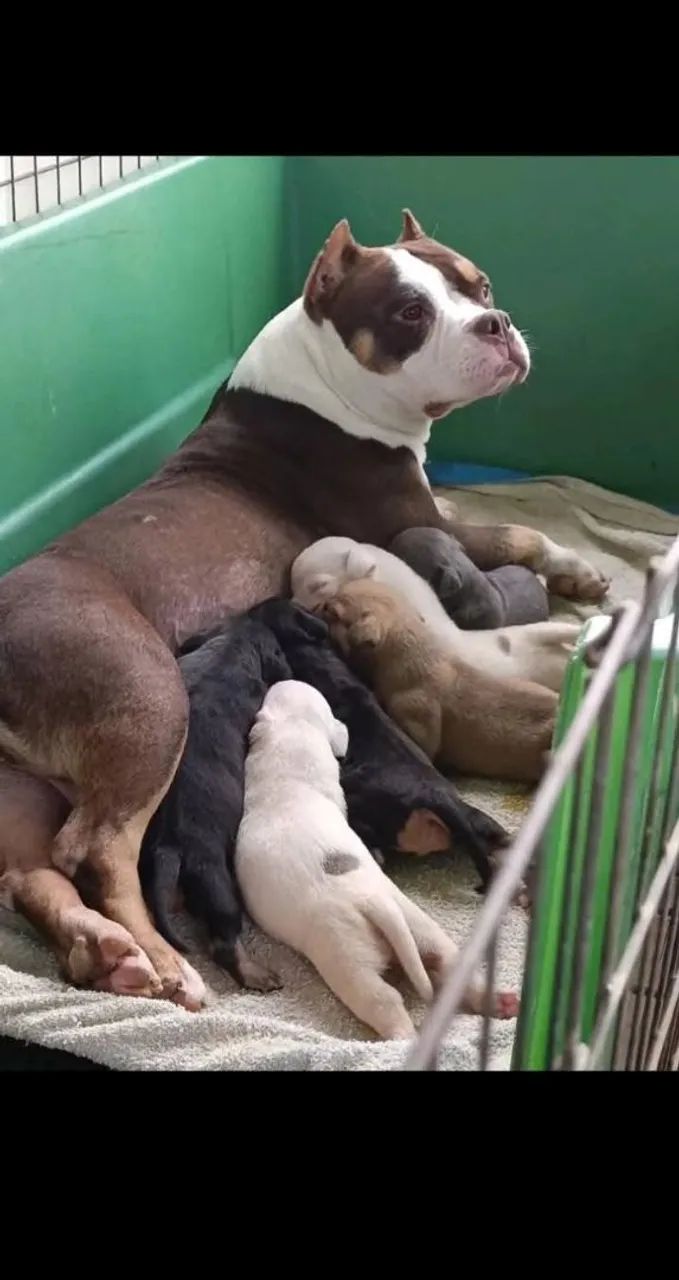 Filhote de Pitmonster no precinho 