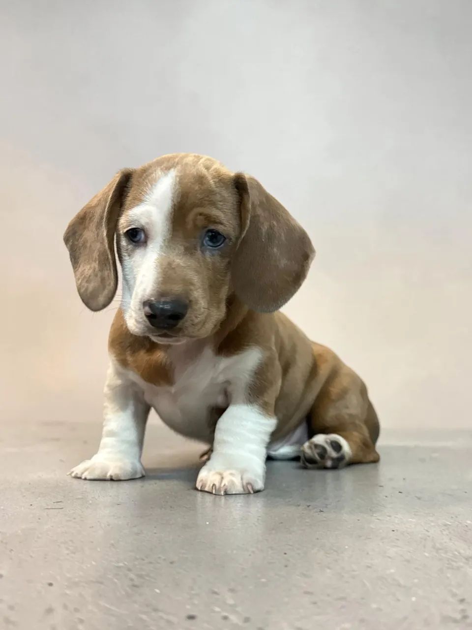 Daschund disponível  - Foto 4