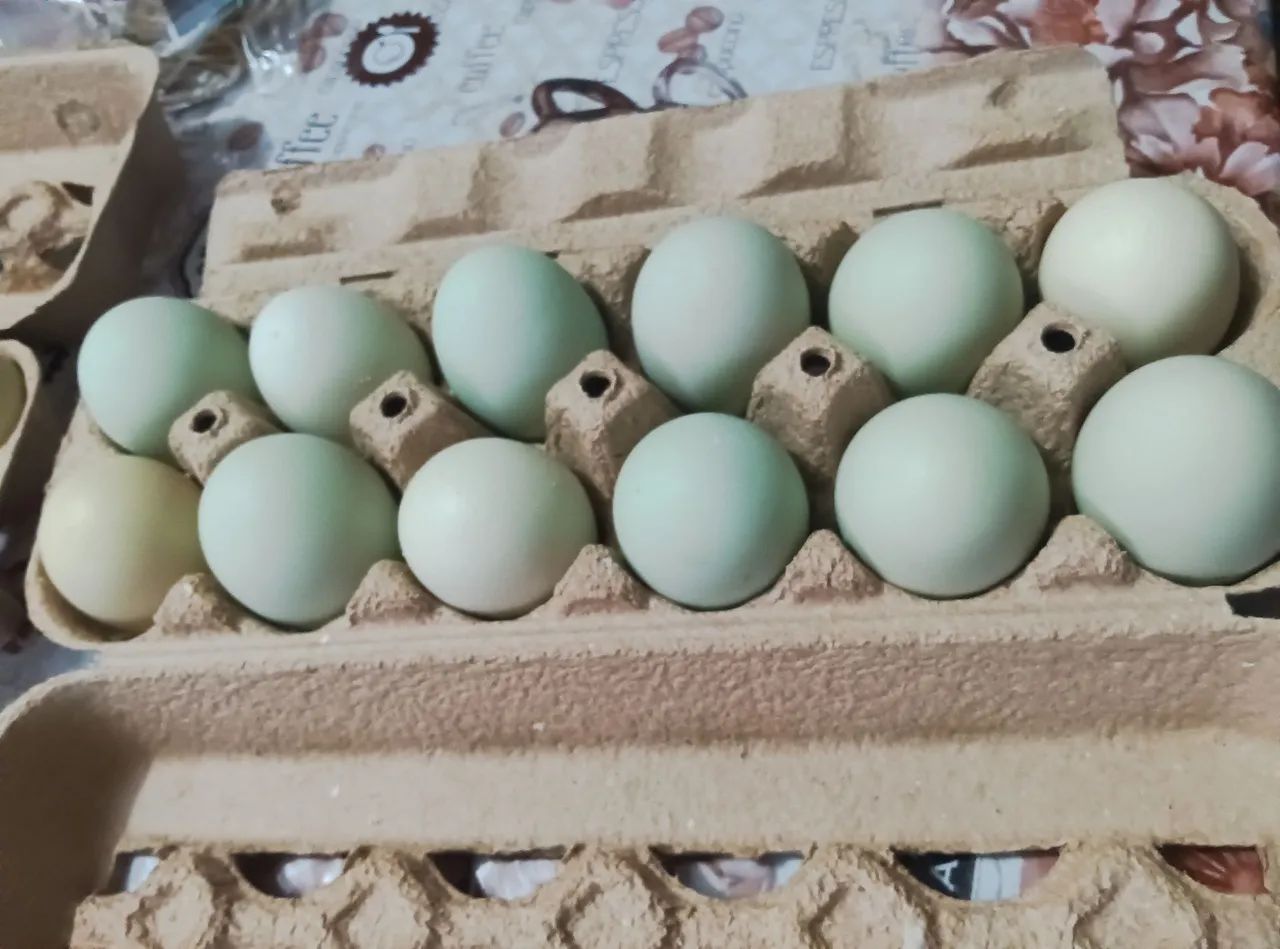 Dúzia de ovos de galinha caipira azuis e vermelhos - Foto 5