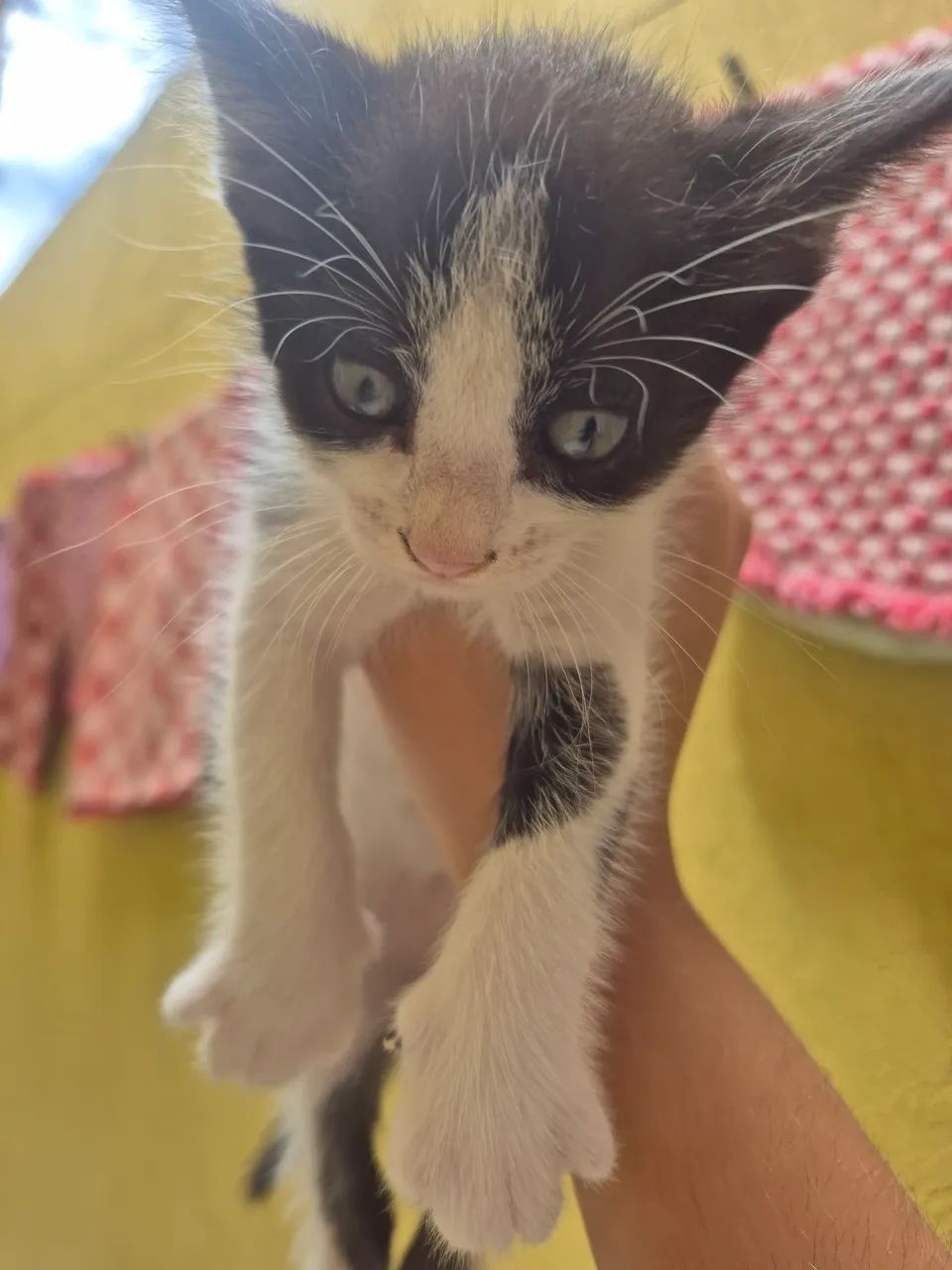 GATINHOS ADOÇÃO - Foto 2