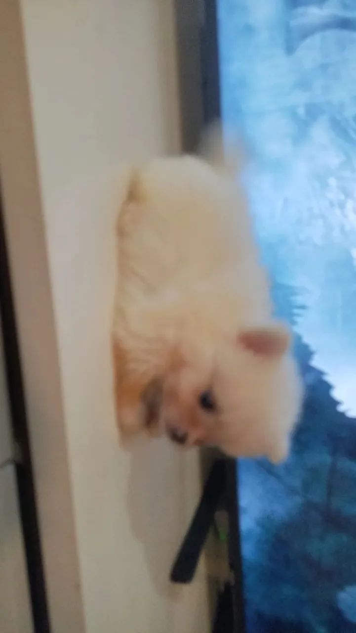 Spitz alemão macho  - Foto 3