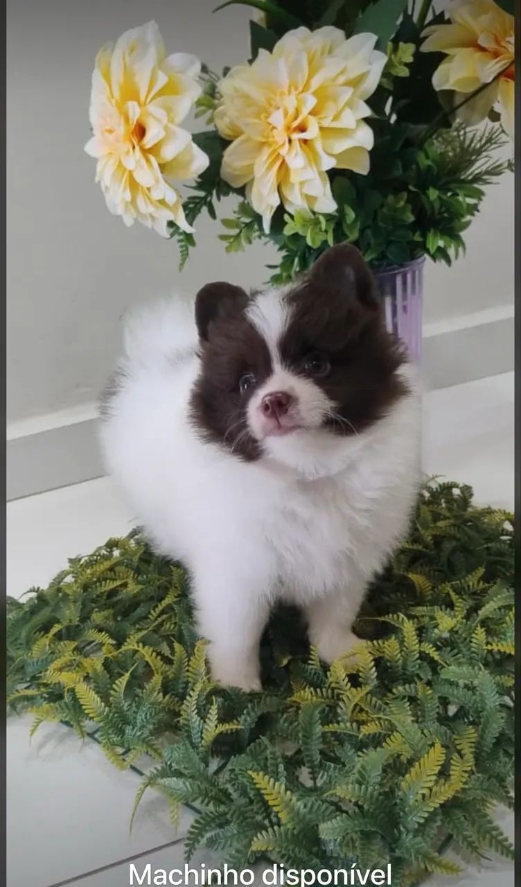 Filhote fêmea Lulu da pomerania  - Foto 2