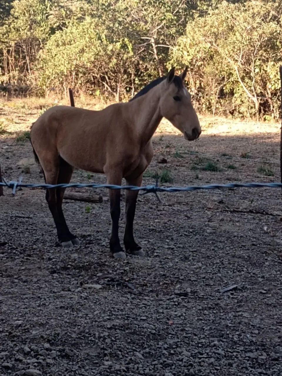 Cavalo para venda ou gambira - Foto 3