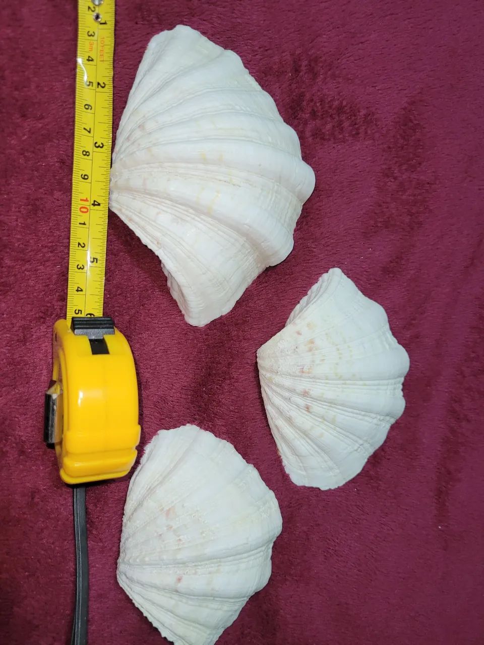 Conchas Hippopus hippopus conjunto  - Foto 2