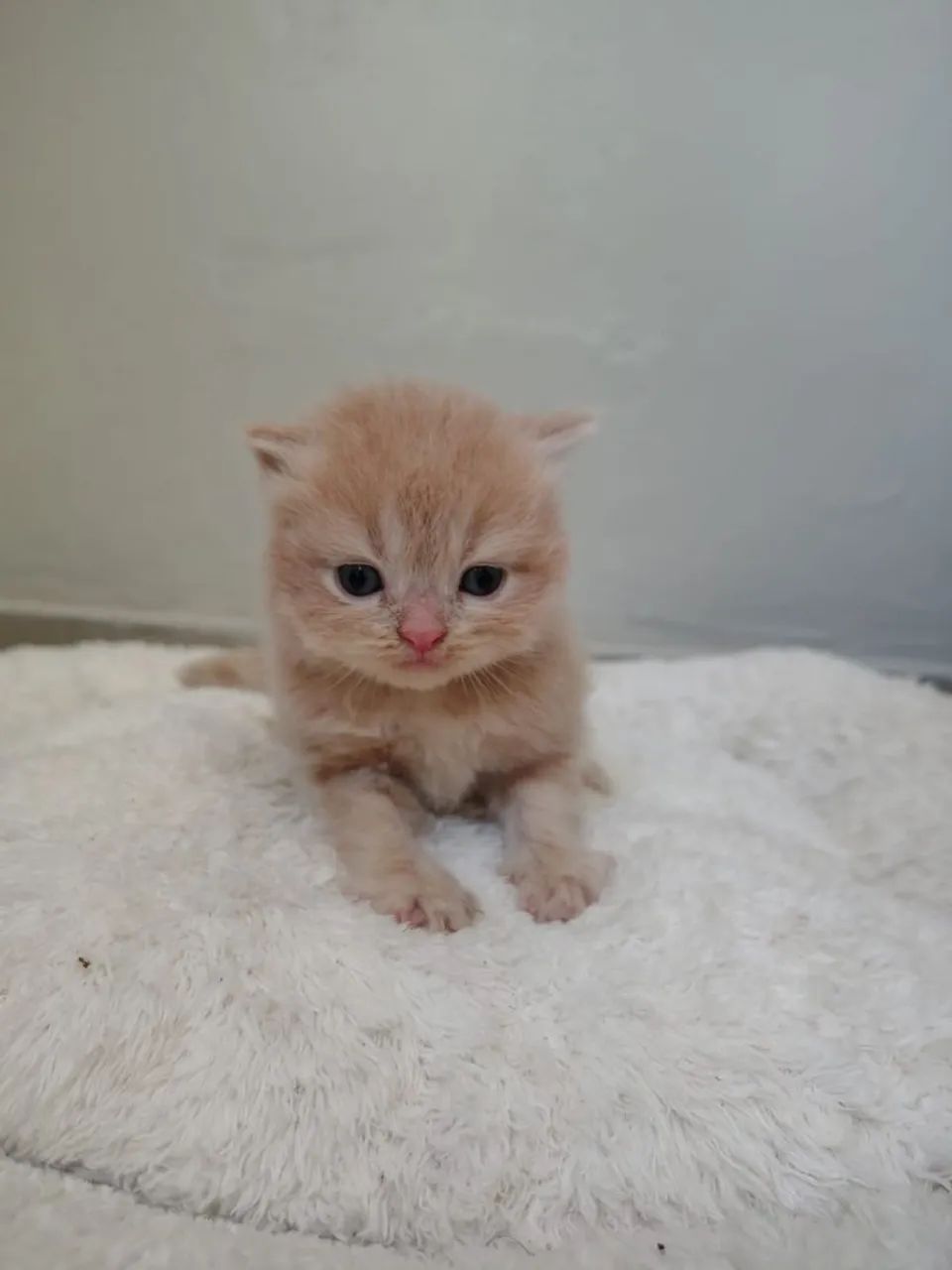Filhotes de gato persa  - Foto 2