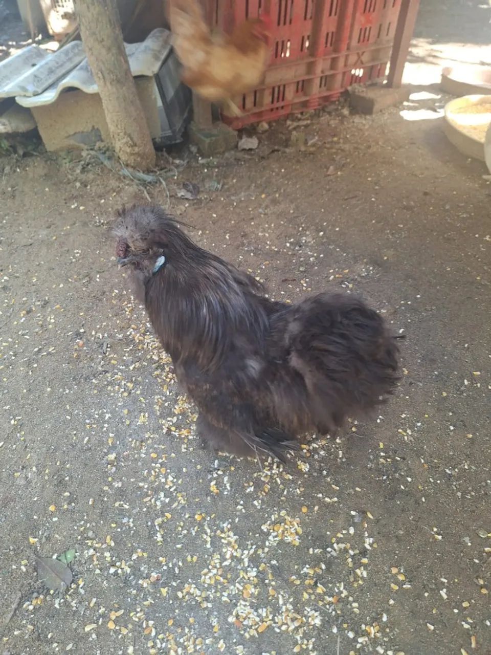 Galinhos sedosos,  pet - Foto 4