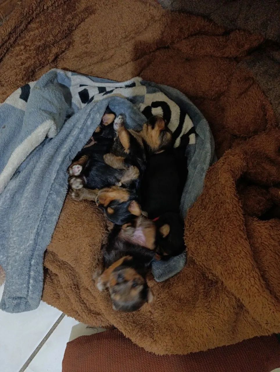 EN VENTA CACHORROS YORKIE TERRIER  - Foto 3