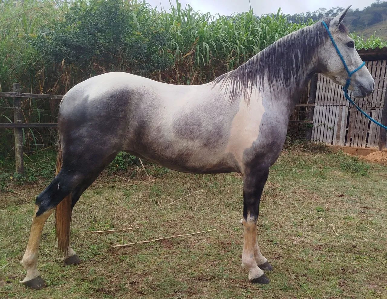 Égua  - Foto 2