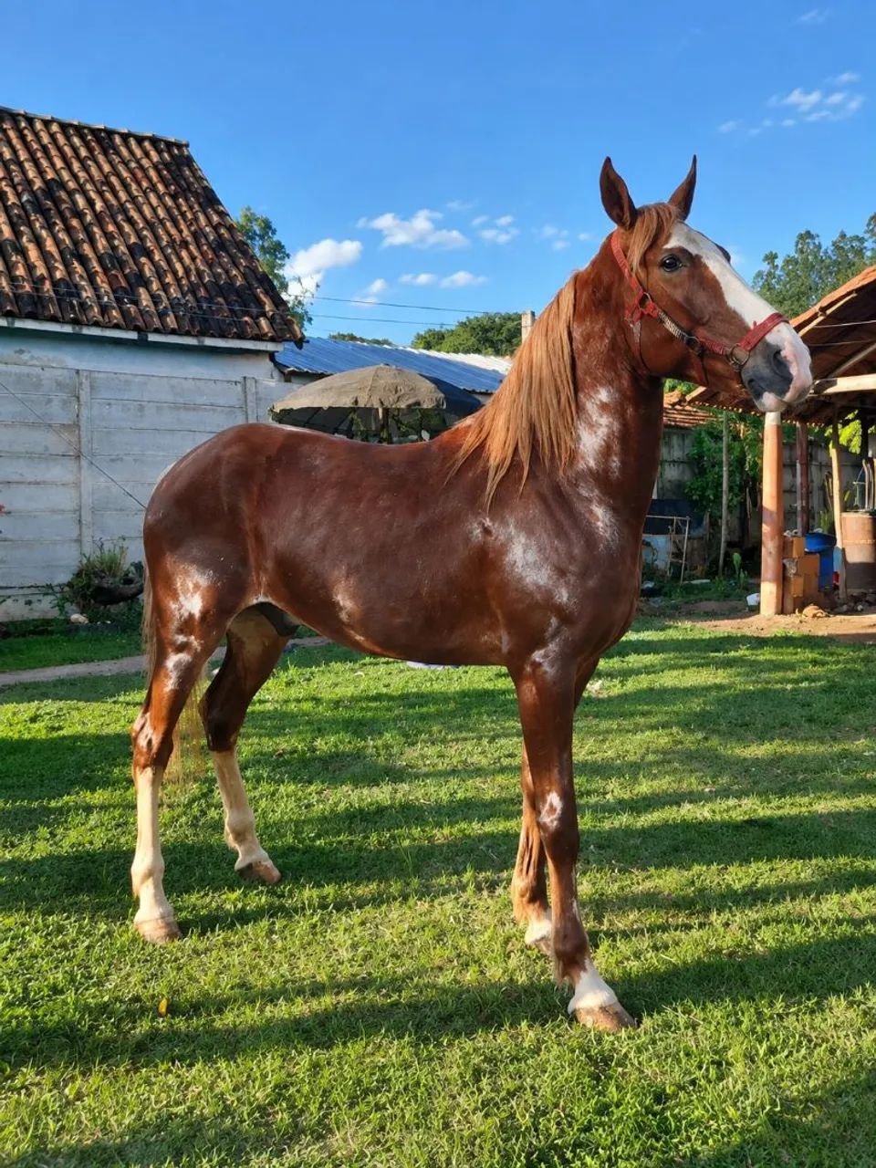 Cavalo  - Foto 3