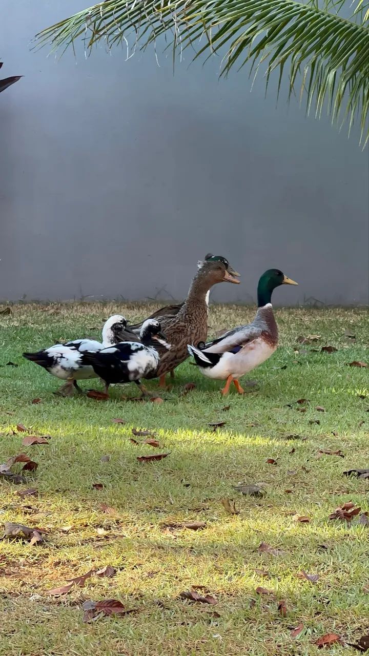 MARRECO PEQUIM E POMPOM A VENDA  - Foto 3