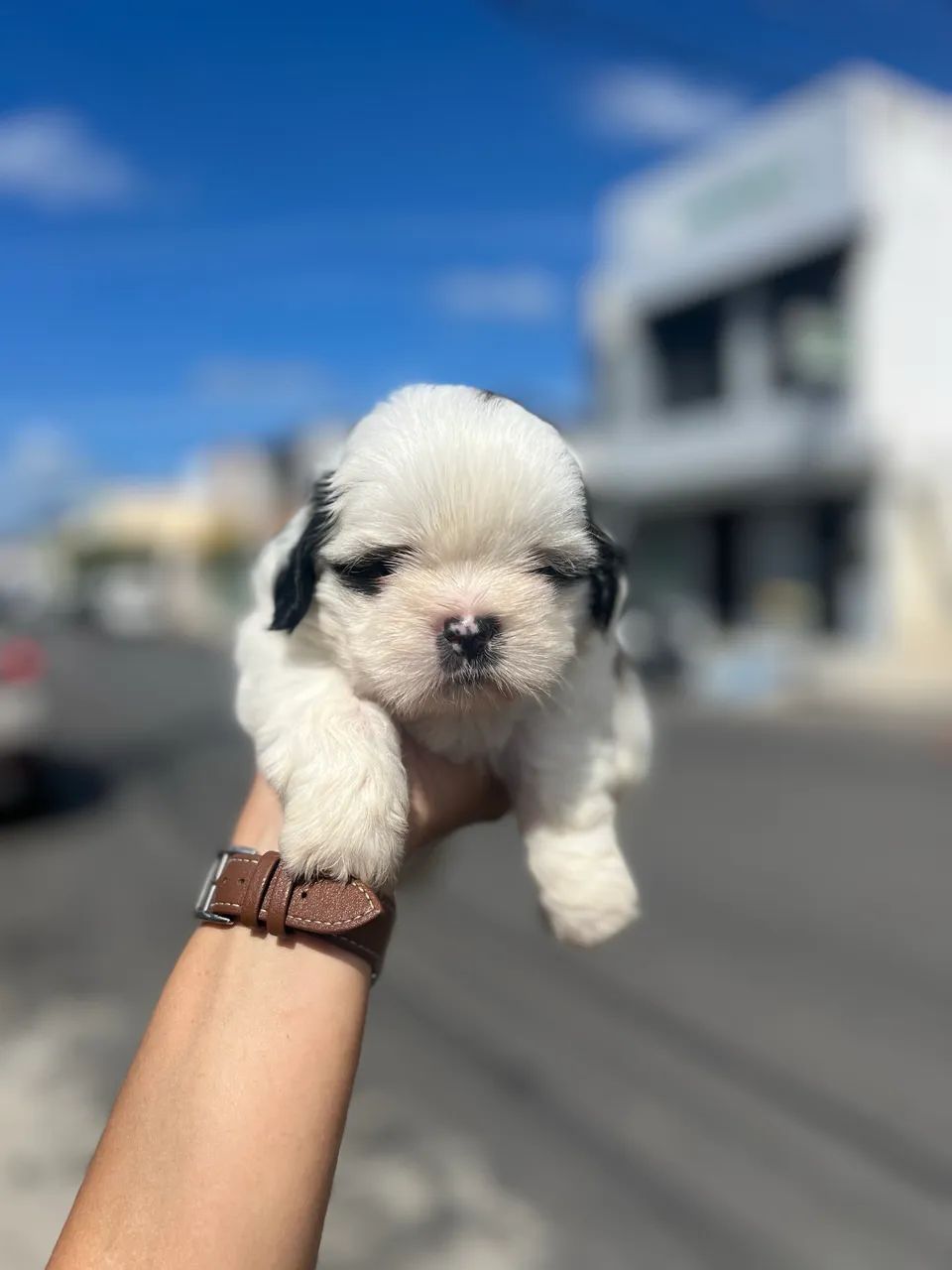 Shihtzu macho 