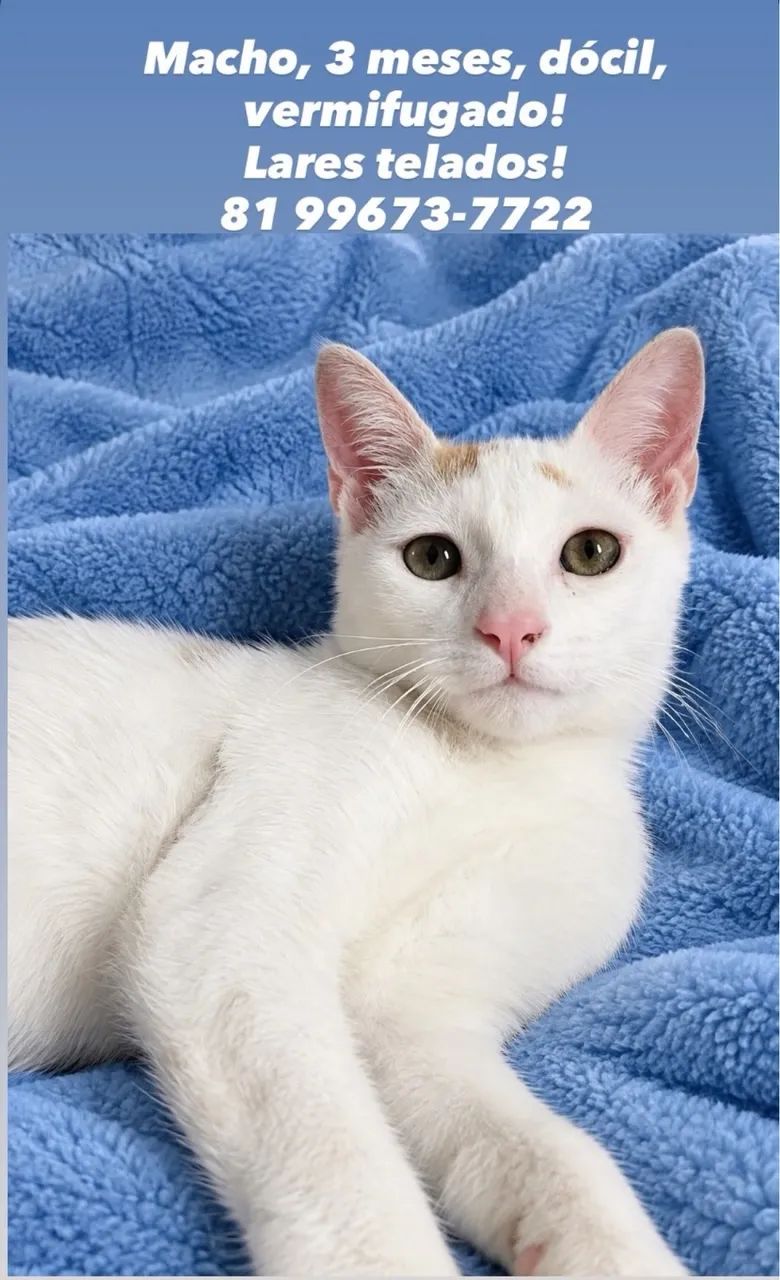 Gatinho adoção responsável 