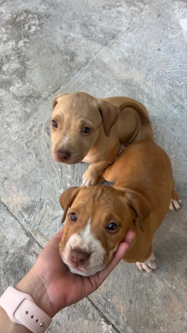 Pitbull 