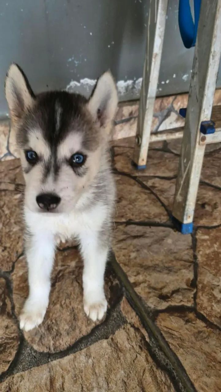 Cachorro  - Foto 2