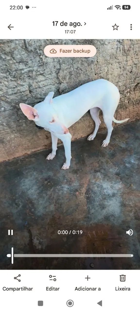 Venda de cachorra - Foto 4