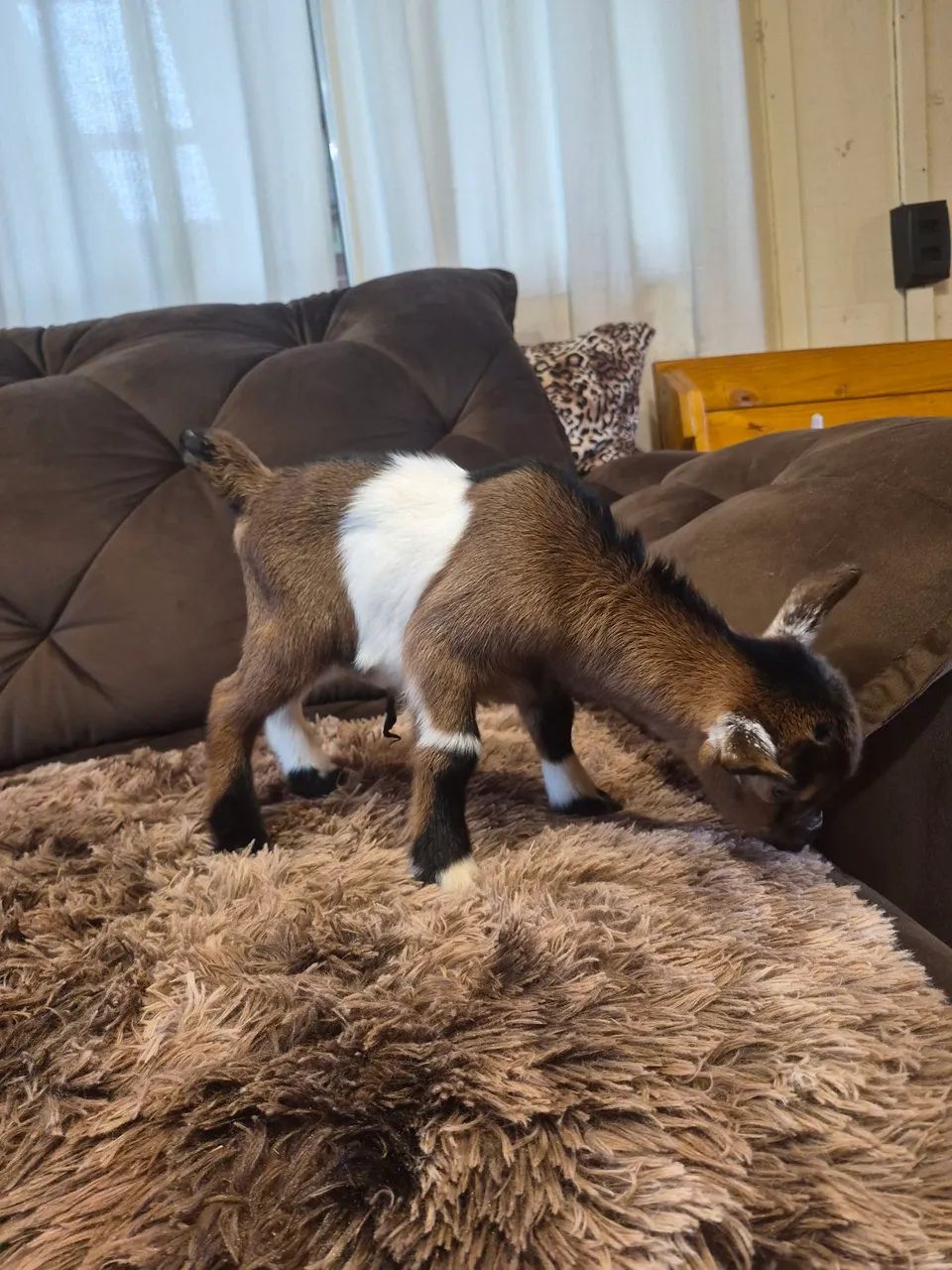 mini cabritinho   - Foto 4