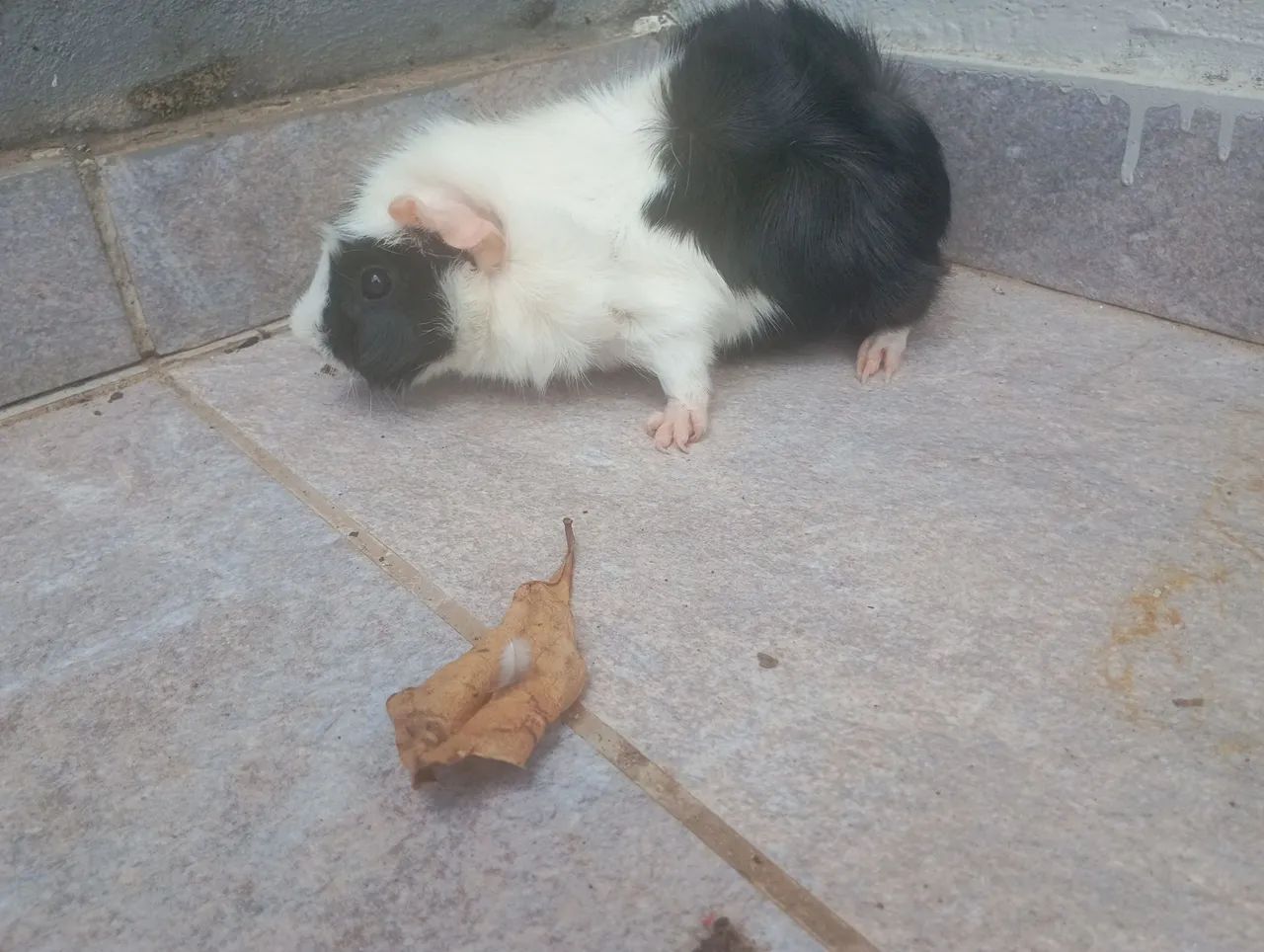 Porquinho da Índia - Foto 5