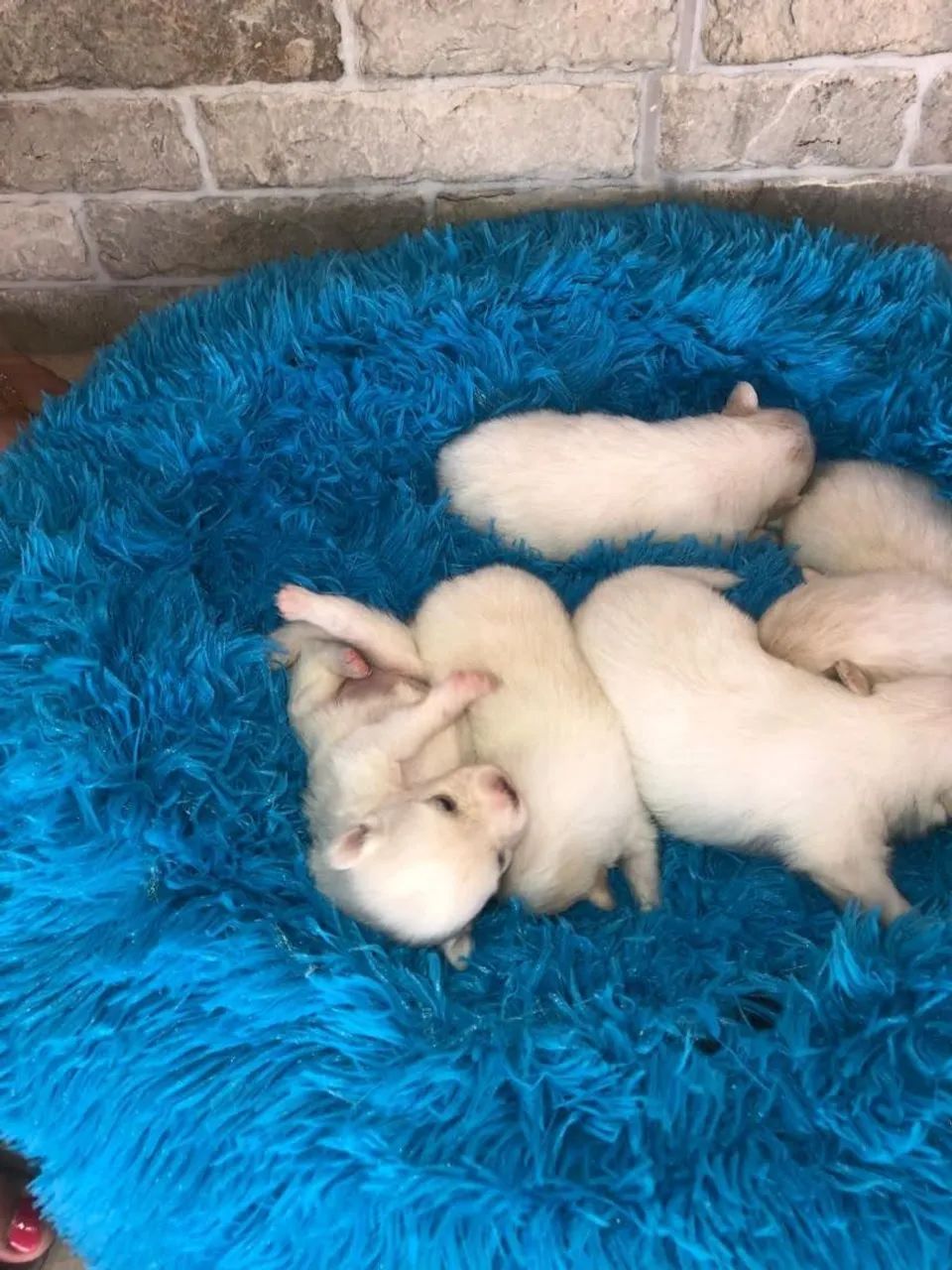 Spitz Alemão (Lulu da Pomerânia) - Filhotes para reserva ? - Foto 2